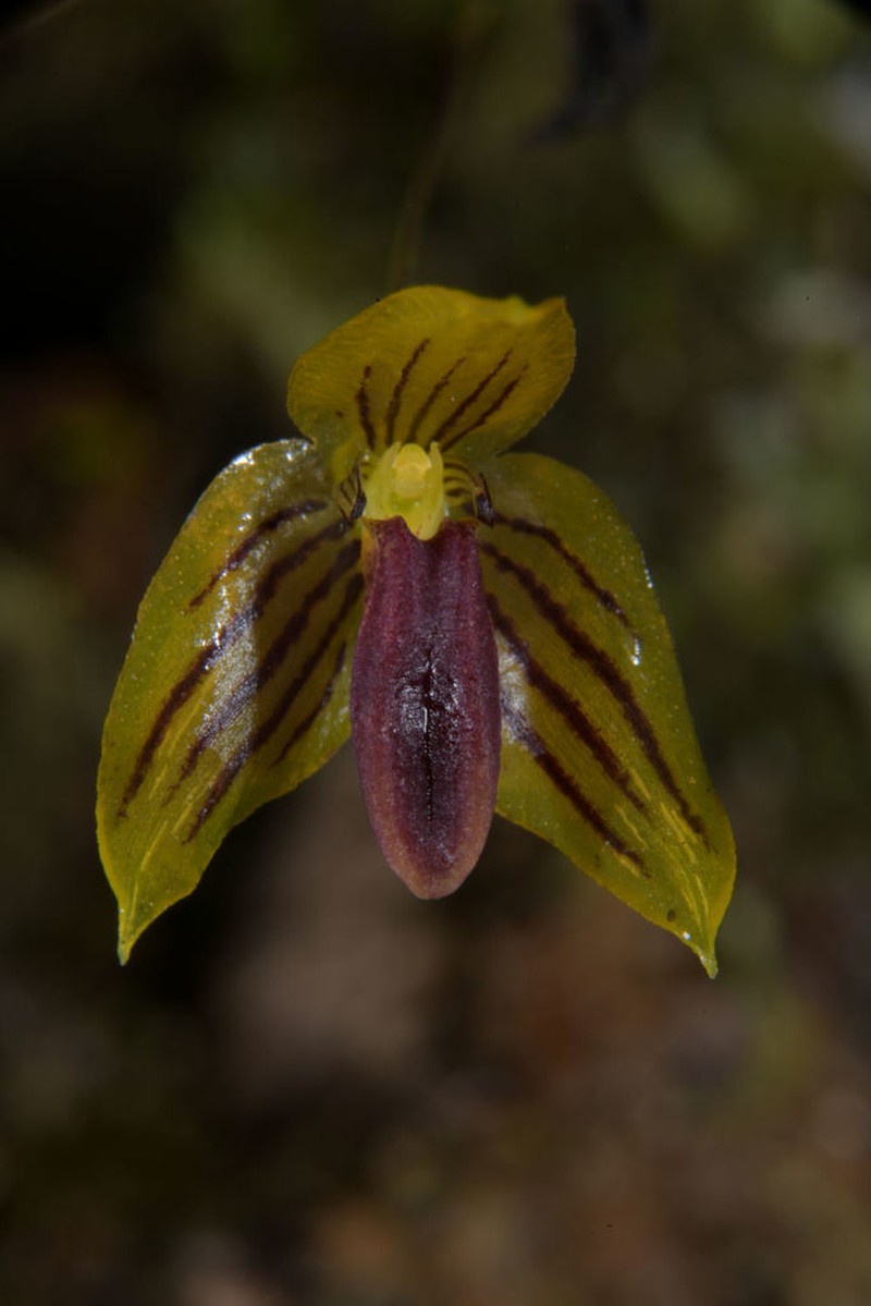 Bulbophyllum pandurella photo 3
