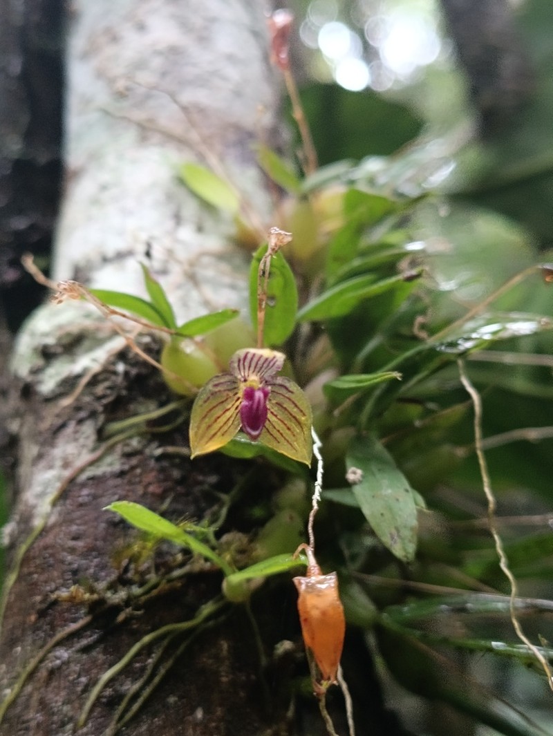 Bulbophyllum pandurella photo 4