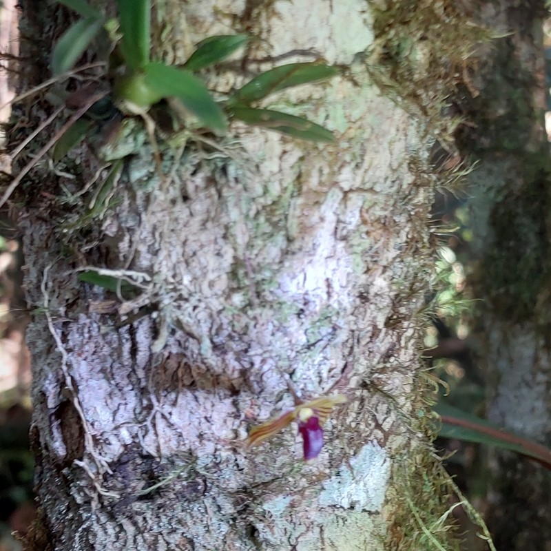 Bulbophyllum pandurella photo 5