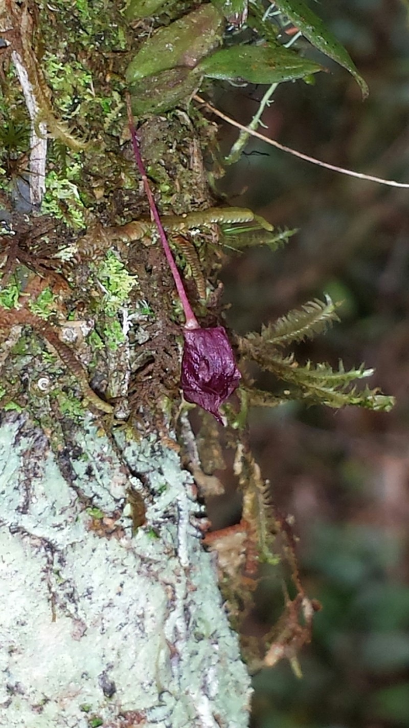Bulbophyllum pandurella photo 6
