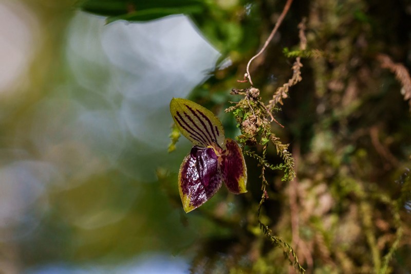 Bulbophyllum pandurella photo 7