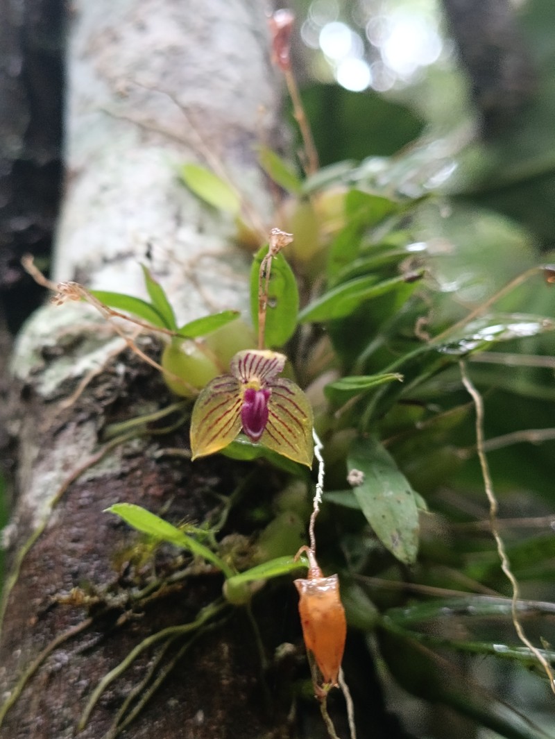 Bulbophyllum pandurella photo 8
