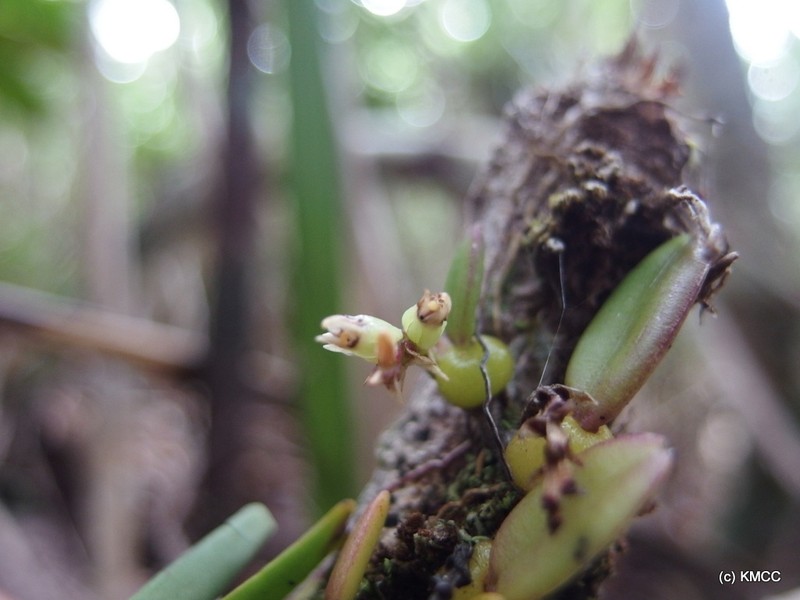 Bulbophyllum pantoblepharon photo 2