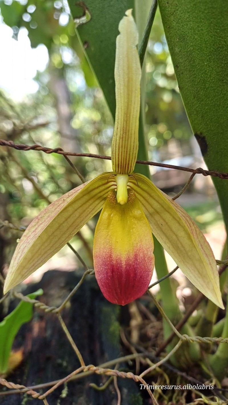 Bulbophyllum papilio