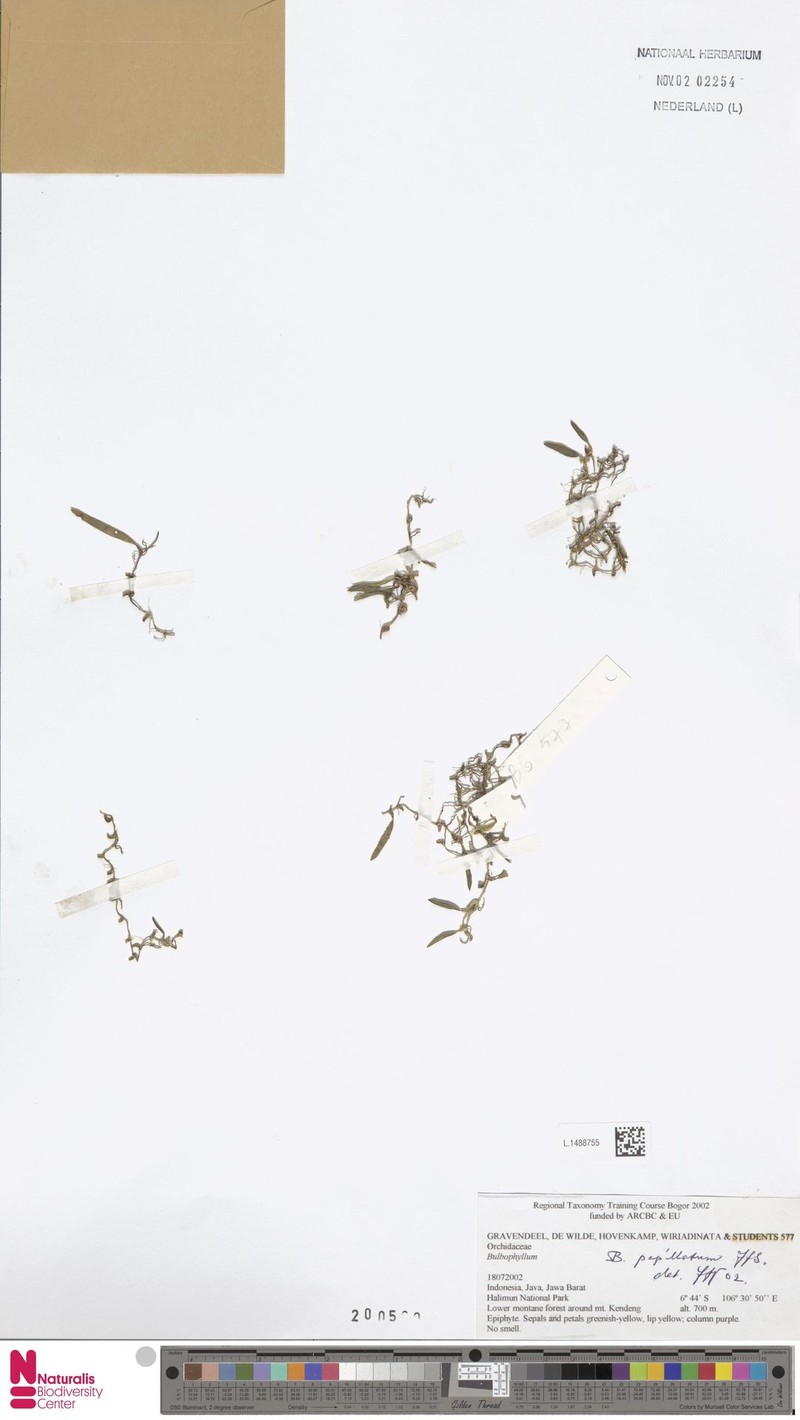 Bulbophyllum papillatum