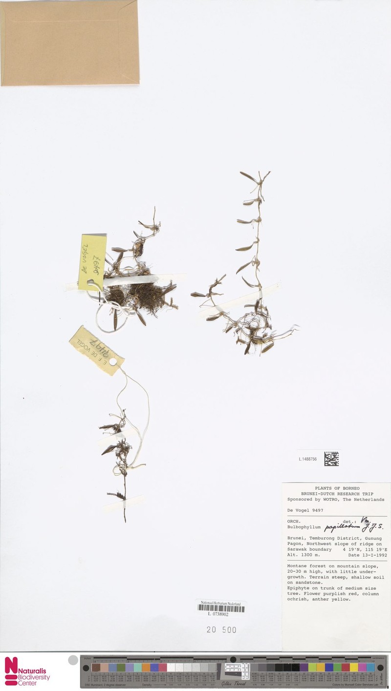 Bulbophyllum papillatum photo 2