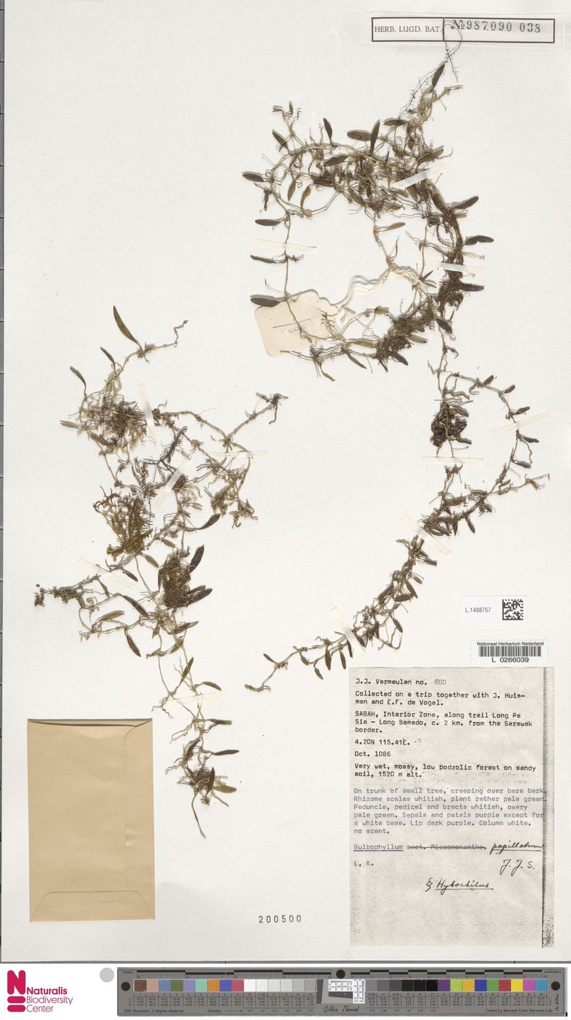 Bulbophyllum papillatum photo 3