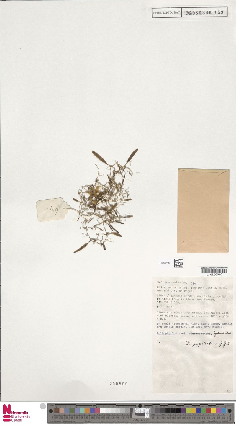 Bulbophyllum papillatum photo 4