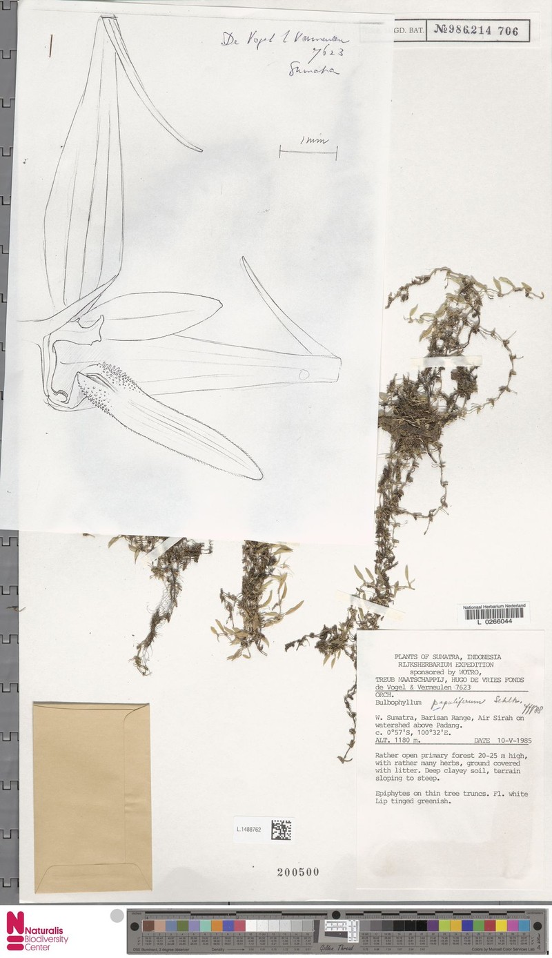 Bulbophyllum papuliferum