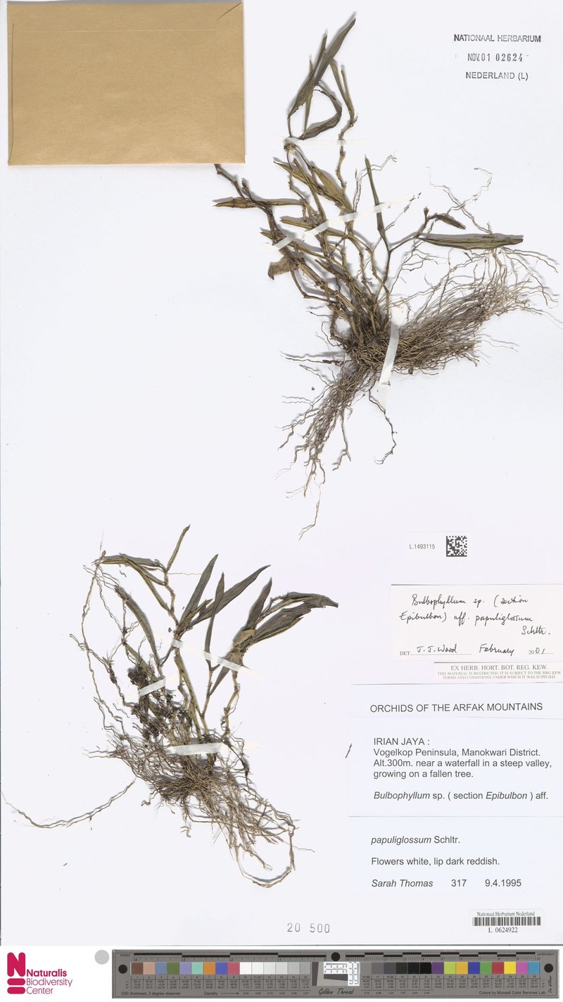 Bulbophyllum papuliglossum