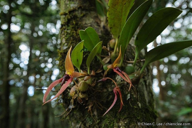 Bulbophyllum papulosum