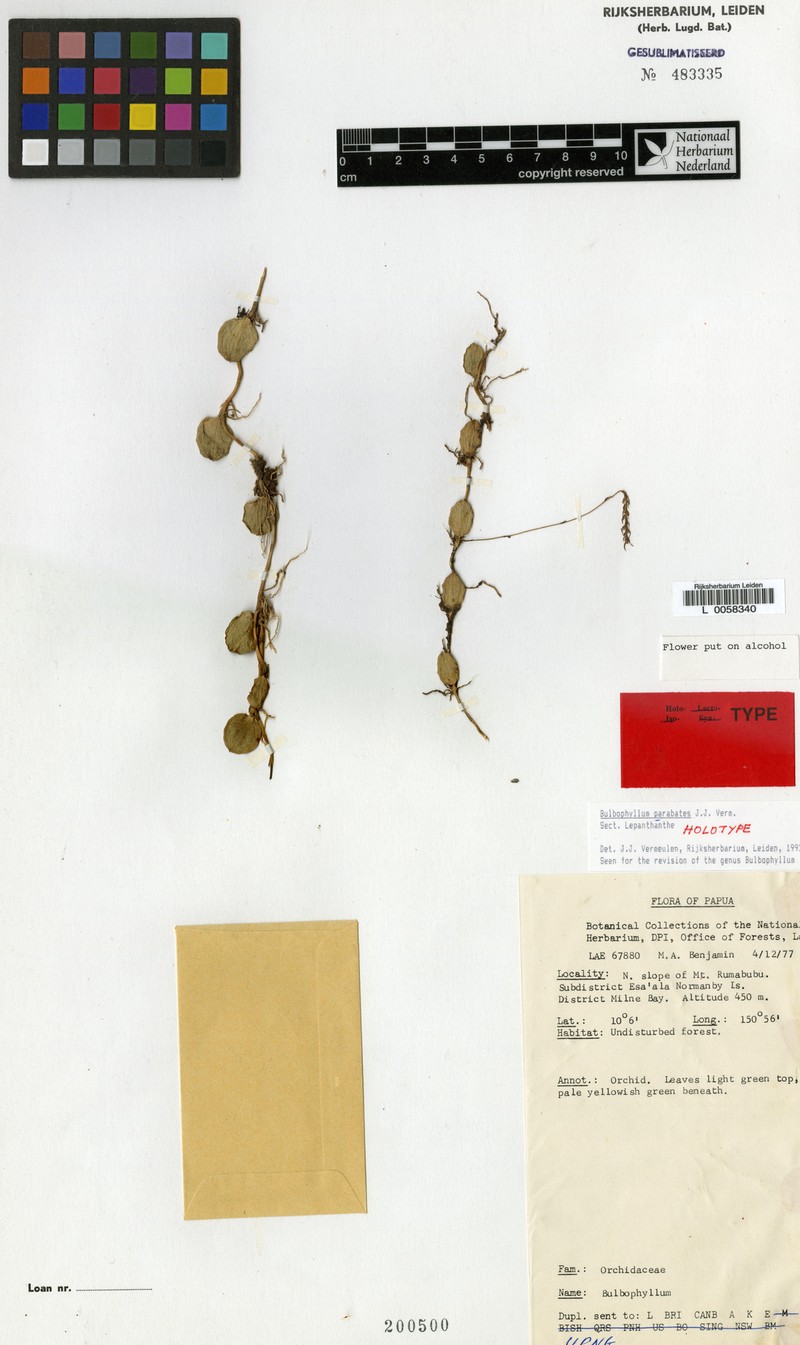 Bulbophyllum parabates