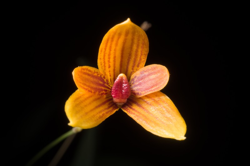 Bulbophyllum pardalotum