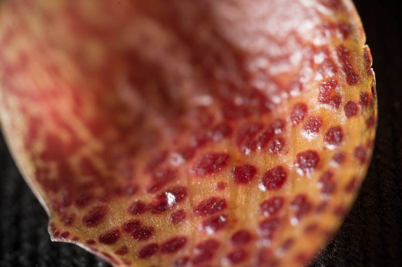 Bulbophyllum pardalotum photo 2