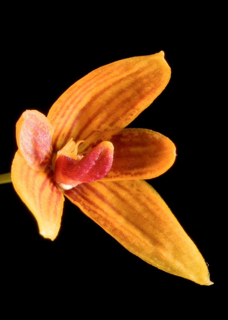 Bulbophyllum pardalotum photo 3