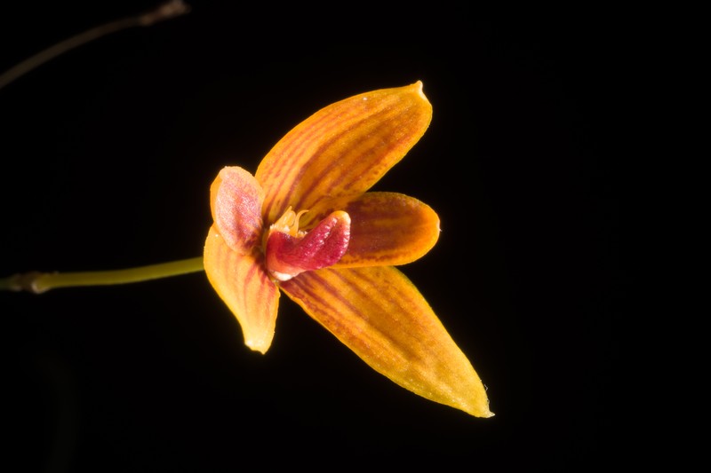 Bulbophyllum pardalotum photo 4