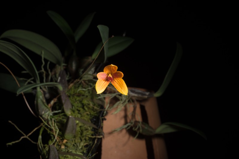 Bulbophyllum pardalotum photo 5