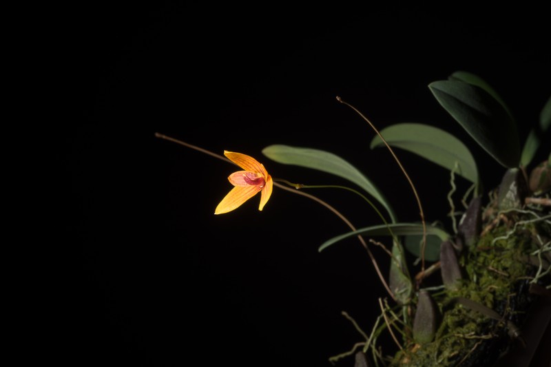 Bulbophyllum pardalotum photo 6
