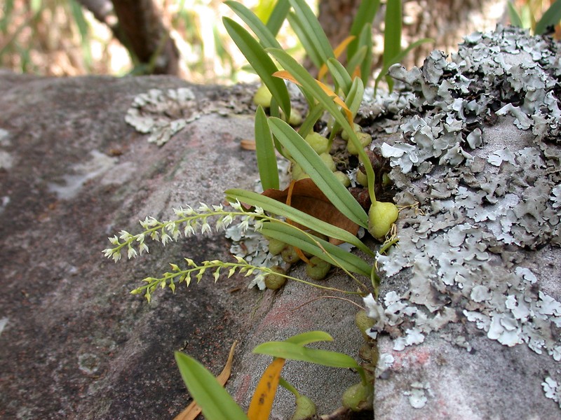 Bulbophyllum parviflorum