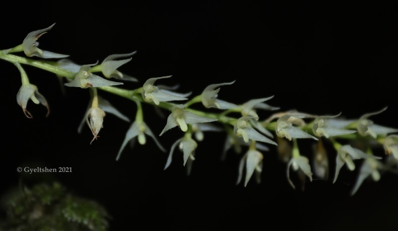 Bulbophyllum parviflorum photo 2