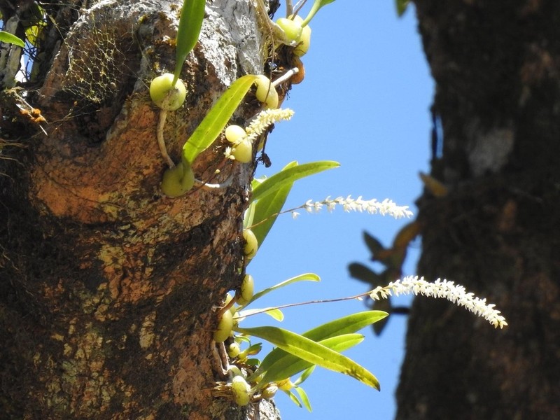 Bulbophyllum parviflorum photo 3