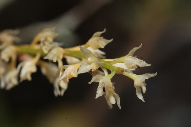 Bulbophyllum parviflorum photo 4