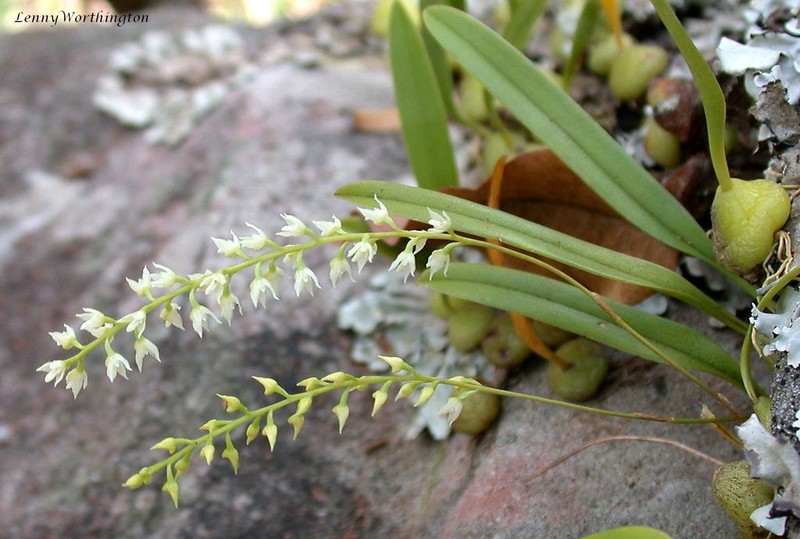 Bulbophyllum parviflorum photo 5