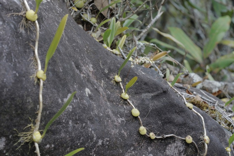Bulbophyllum parviflorum photo 6