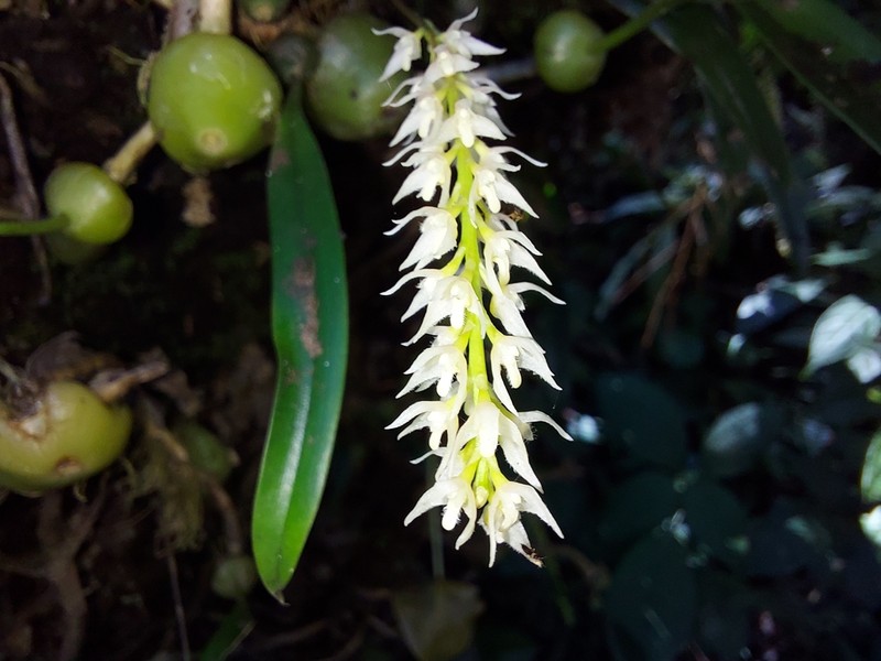 Bulbophyllum parviflorum photo 7