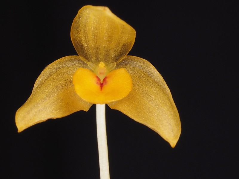 Bulbophyllum patella