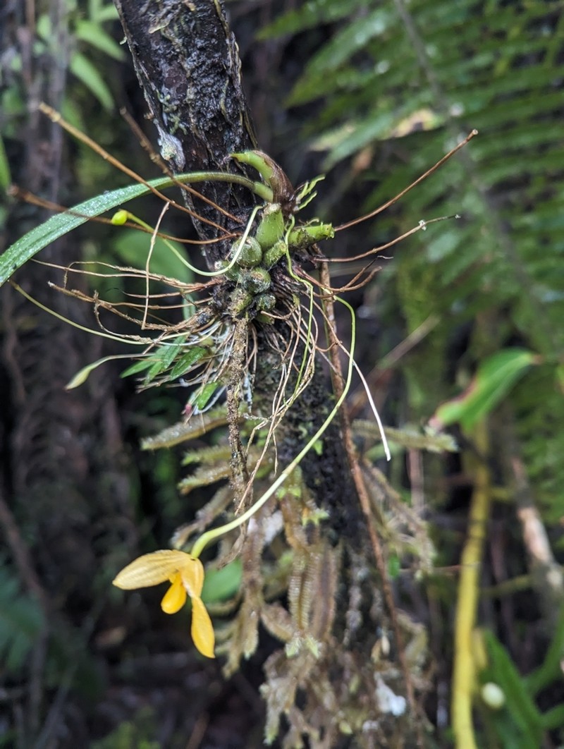 Bulbophyllum patella photo 2