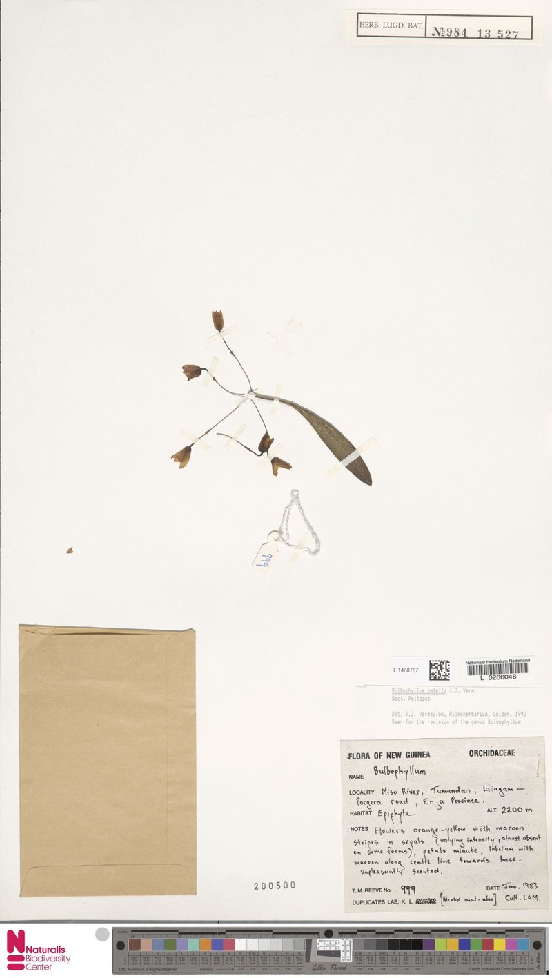 Bulbophyllum patella photo 4