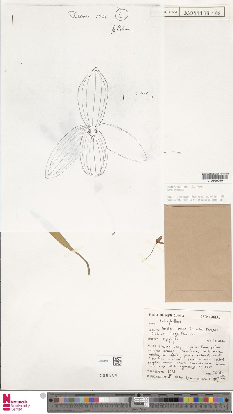Bulbophyllum patella photo 5