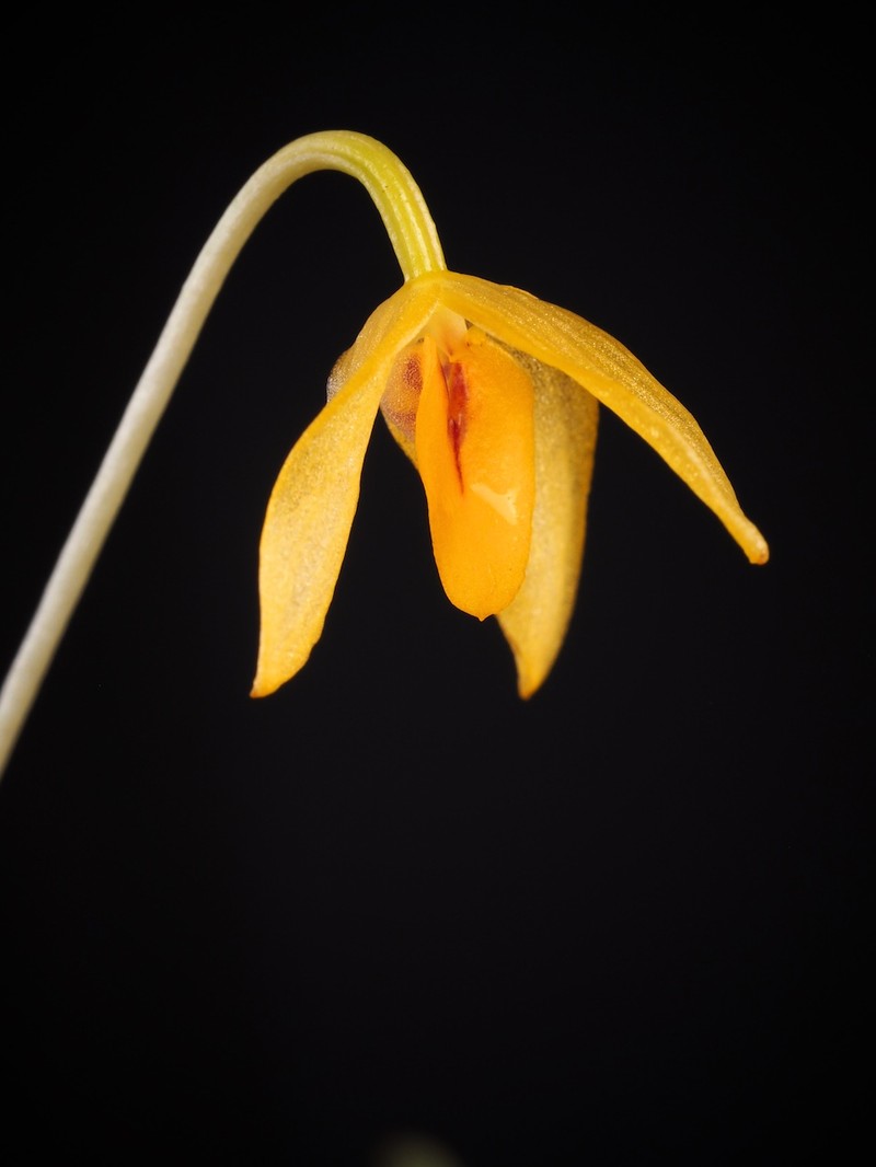 Bulbophyllum patella photo 6