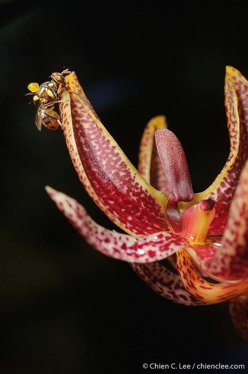 Bulbophyllum patens