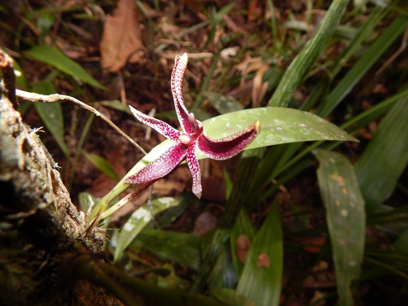 Bulbophyllum patens photo 2