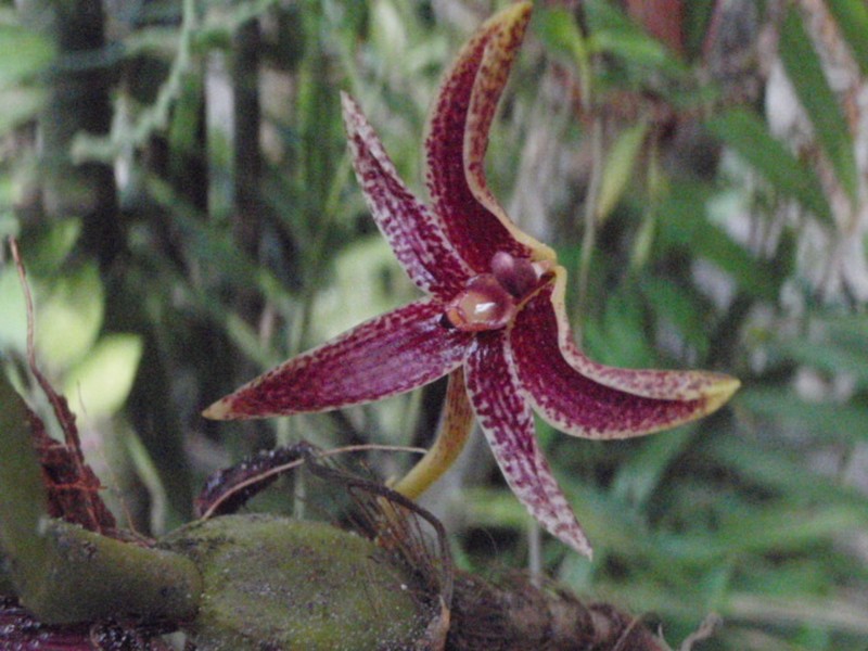 Bulbophyllum patens photo 3