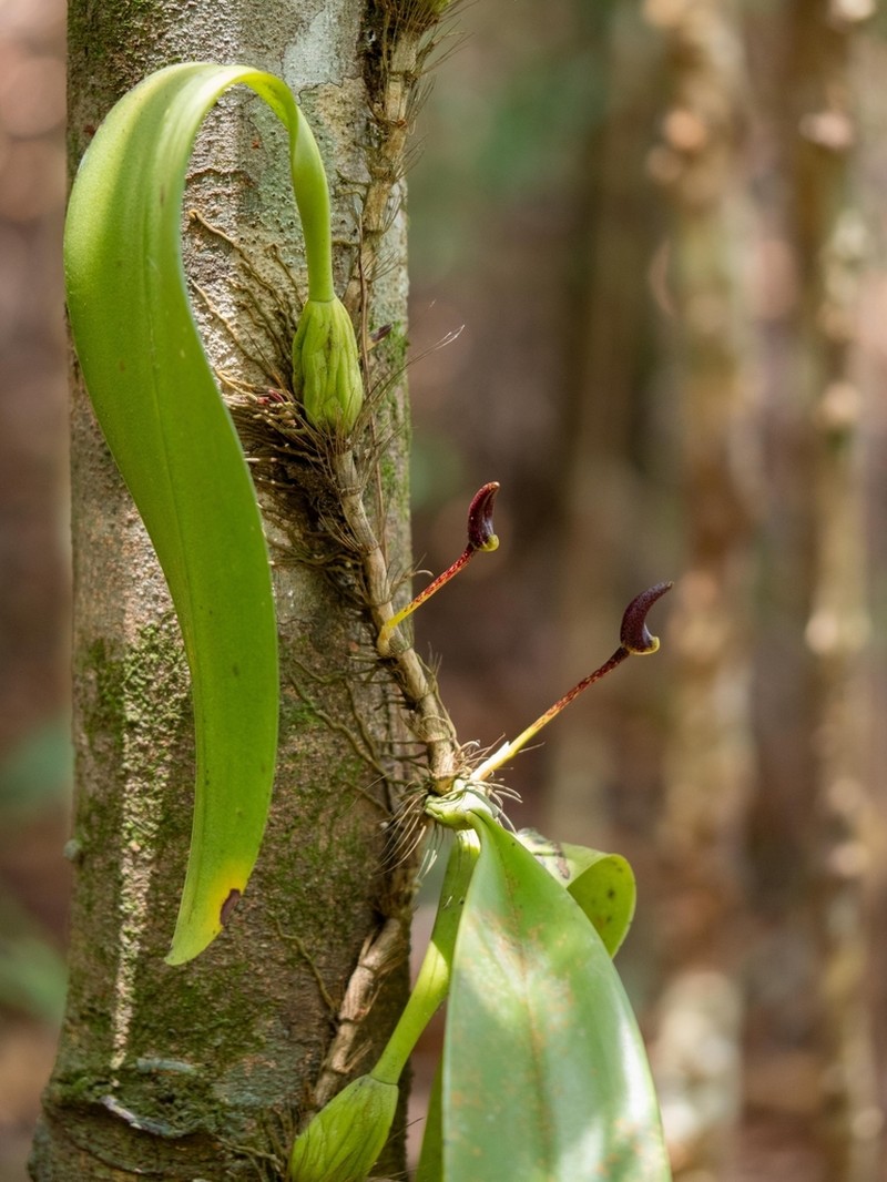 Bulbophyllum patens photo 4