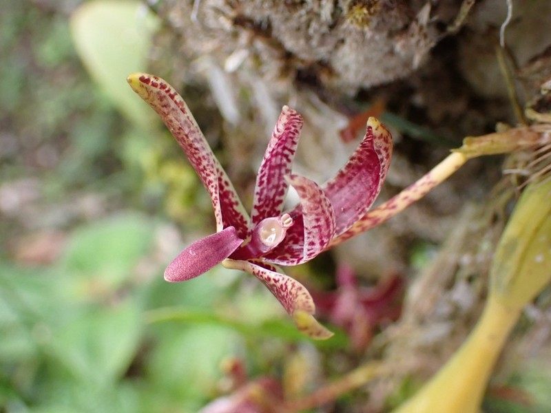 Bulbophyllum patens photo 5