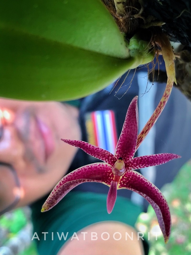 Bulbophyllum patens photo 6