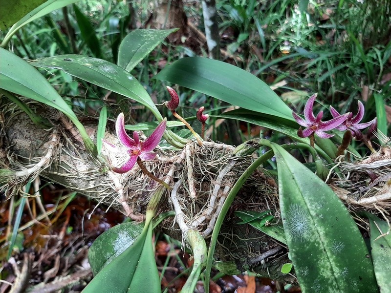 Bulbophyllum patens photo 7