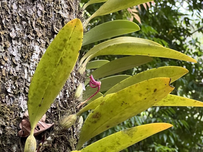 Bulbophyllum patens photo 8