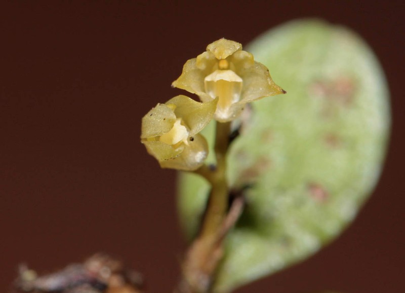Bulbophyllum pauciflorum