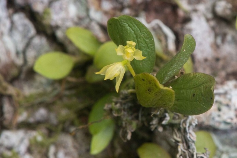 Bulbophyllum pauciflorum photo 2