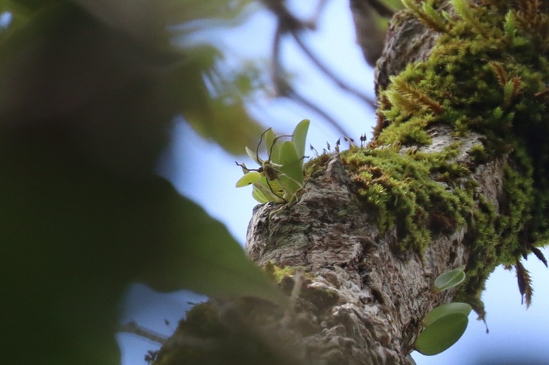 Bulbophyllum pauciflorum photo 3