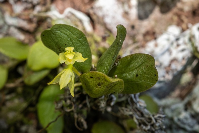 Bulbophyllum pauciflorum photo 4