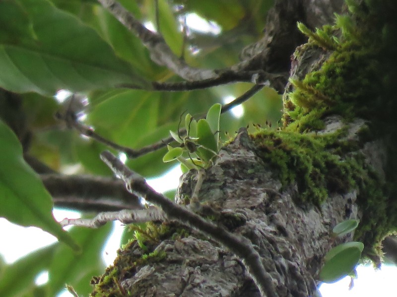 Bulbophyllum pauciflorum photo 6