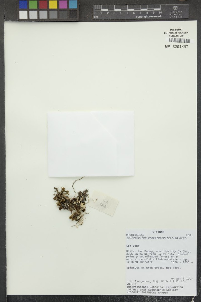 Bulbophyllum pauciflorum photo 7