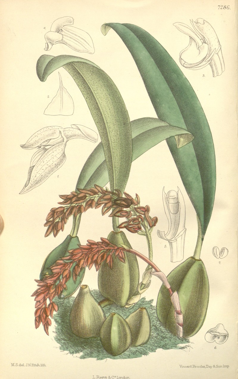 Bulbophyllum pechei