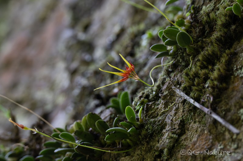 Bulbophyllum pecten-veneris photo 2